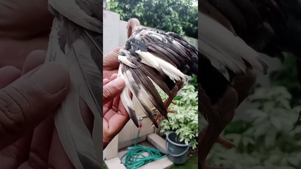 Rare Black Aseel Chick Transformation Future Warrior In The Making 