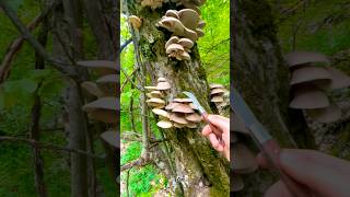 Вёшенка наших лесов🌲🌳Вёшенка обыкновенная.  Pleurotus ostreatus. Mushrooms 🍄 Crimea. Fungi. Миколог.