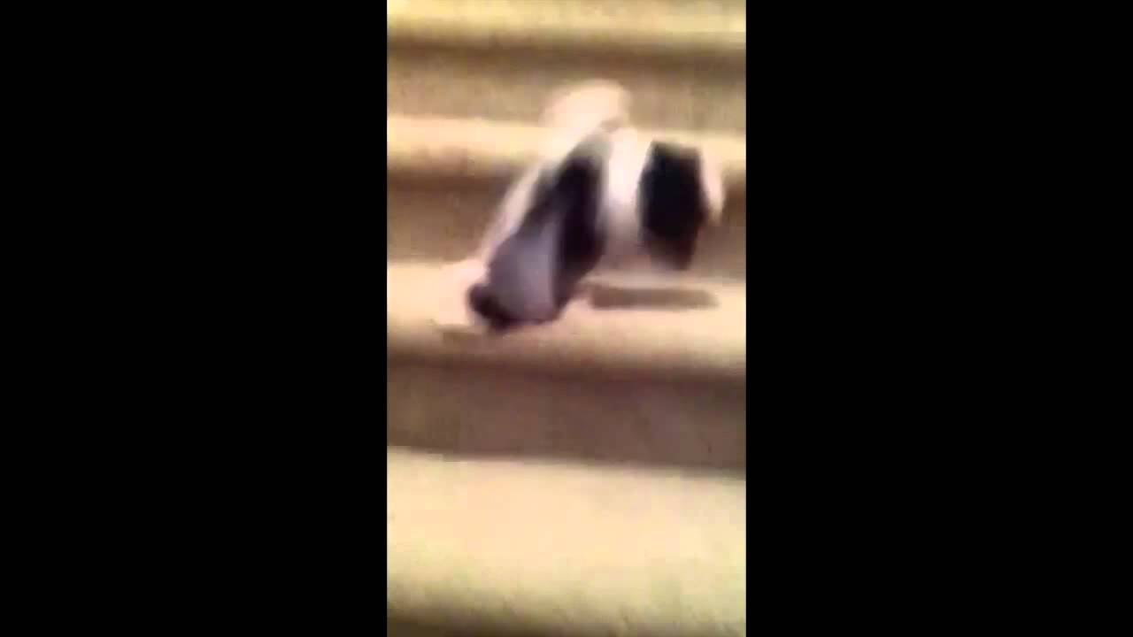 Dog falls down stairs - YouTube