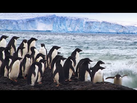 Видео: Антарктида, замерзший край света