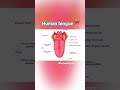 Human tongue 👅😋💓structure #nursing #biology #anm#medico #viral #anatomy #nurse #science #ytshorts