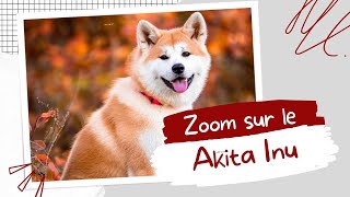 Zoom sur l'Akita Inu 11/344 | RACE