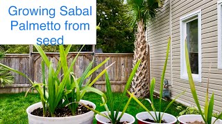 How fast do Sabal palmetto palms grow