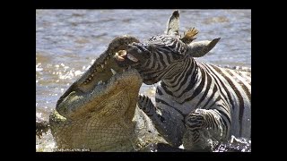 Crocodiles Eating Zebra In River#animal selvagem#mundo selvagem#shorts