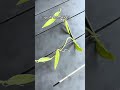 How To Successfully Grow Vanilla Beans From Plant Cuttings How To Successfully Grow Vanilla Beans From Plant Cuttings