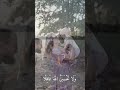 "ربنا اغفر لي ولوالدي وللمؤمنين"  سورة إبراهيم  القارئ محمد أيوب#القرآن #المصحف #الله