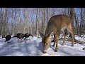 Wild deer and turkeys in the forest  10 hours  march 8 2021