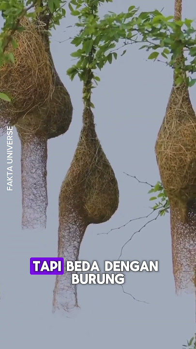 burung unik membuat sarang diatas tiang kabel #shorts  #faktaunik #informasihewan #amazingfacts