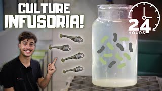 How to Culture Infusoria! (Easiest and Fastest Methods)