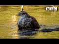 Live Winterwatch: Day 10 🦭 2022 ❄️ BBC