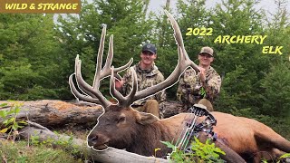 It's a Bugle-fest! — Giant Archery Elk