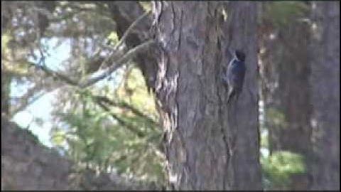 The Boreal Forest (60 seconds)