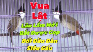 VUA LẬT - 9.5 Bổi Đầu Đàn Siêu Cọp | Lâu Lắm Mới Bắt Được Bổi Cọp