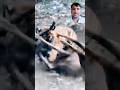 Tiger Tackles Sambar Deer Intelligently Tiger Vs Sambar Deer Tiger Sambar Hunting Tiger Tackles Sambar Deer Intelligently Tiger Vs Sambar Deer Tiger Sambar Hunting