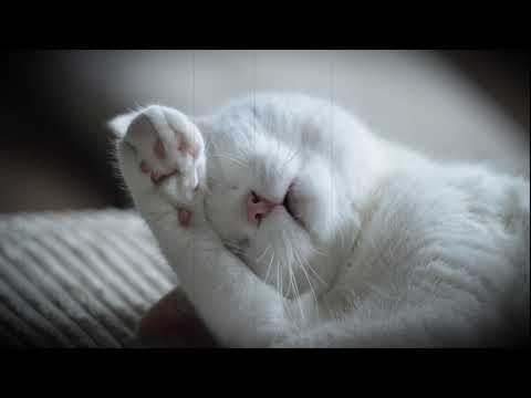Усыпляющее кошачье мурчание,мурлыканье 10 часов сна,лечебные звуки для релакса и медитации