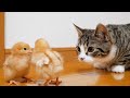 Daily life of kittens and tiny chicks