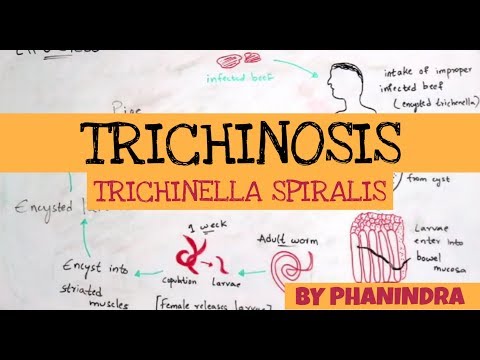 TRICHINOSIS || TRICHINELLA SPIRALIS || STRUCTURE || LIFE CYCLE || SYMPTOMS || BY PHANINDRA GUPTA
