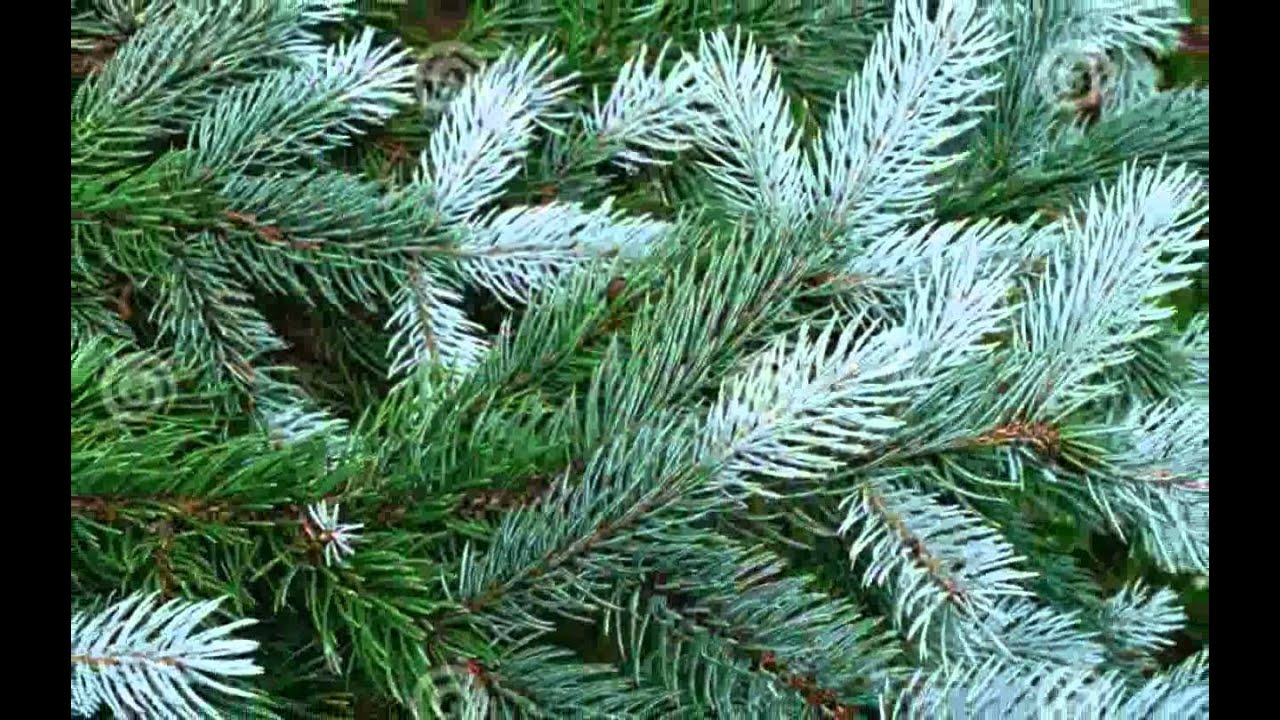 Wet Fir Tree Needles images YouTube