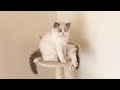 立ったまま眠る子猫の可愛い喧嘩【ラグドールのルナとニーナ】