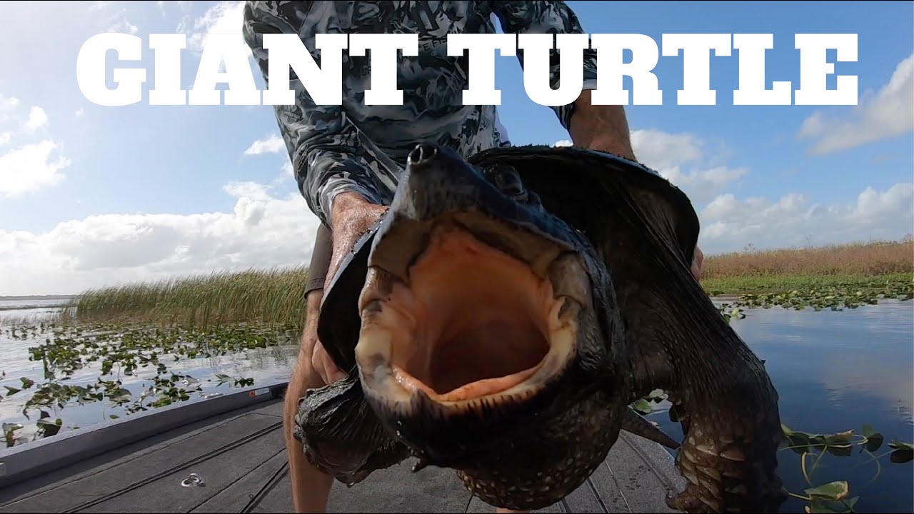 How to catch a Turtle with your bare hands!!! - YouTube