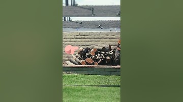 cat scared of Mocking bird#Cat#Mocking bird#Bird#shorts