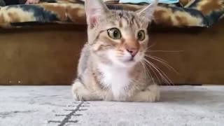 Кот смотрит фильм ужасов Кот смотрит фильм ужасов