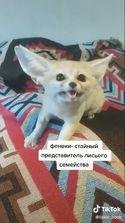 фенек - YouTube