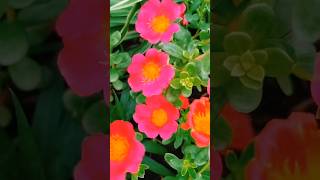 Beautiful flowers for hanging baskets 9'oclock flowers#beautifulplants #purslane #summerflower