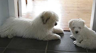 Cotons De Tulear Youtube