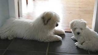 2 cute puppies having lots of fun  Coton de Tuléar