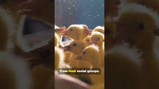 Quack Quack! Ducks Have Accents