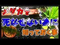 メダカを死なせてしまう人へ！これだけは知っておきたいメダカ知識【Japanese Medaka】