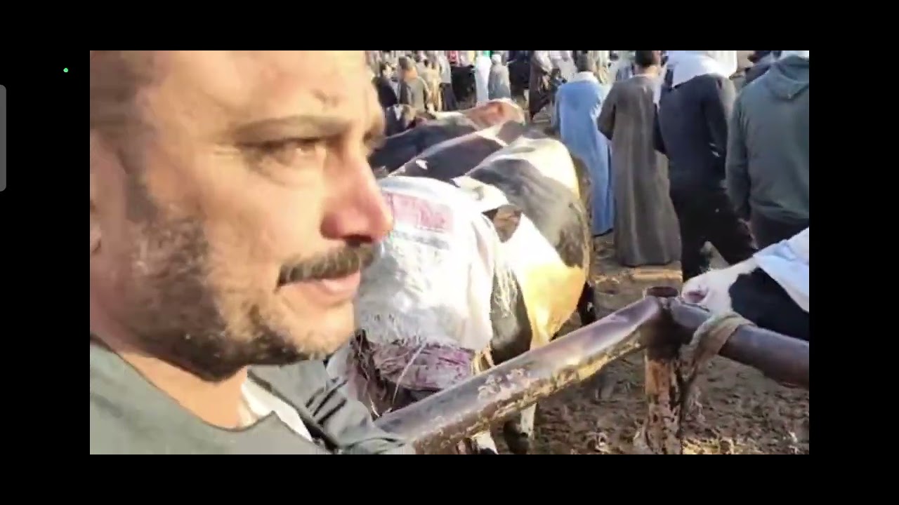 اسعار عجول اللحم عجول بقر لدورة العيد سوق التوفيقية يشهد تراجع كبير مع التجار فضلا الاشتراك بالقناة 