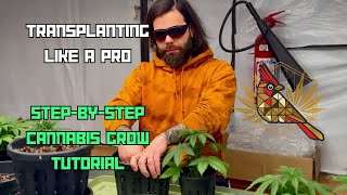 Transplanting Like a Pro | Master Grower Method