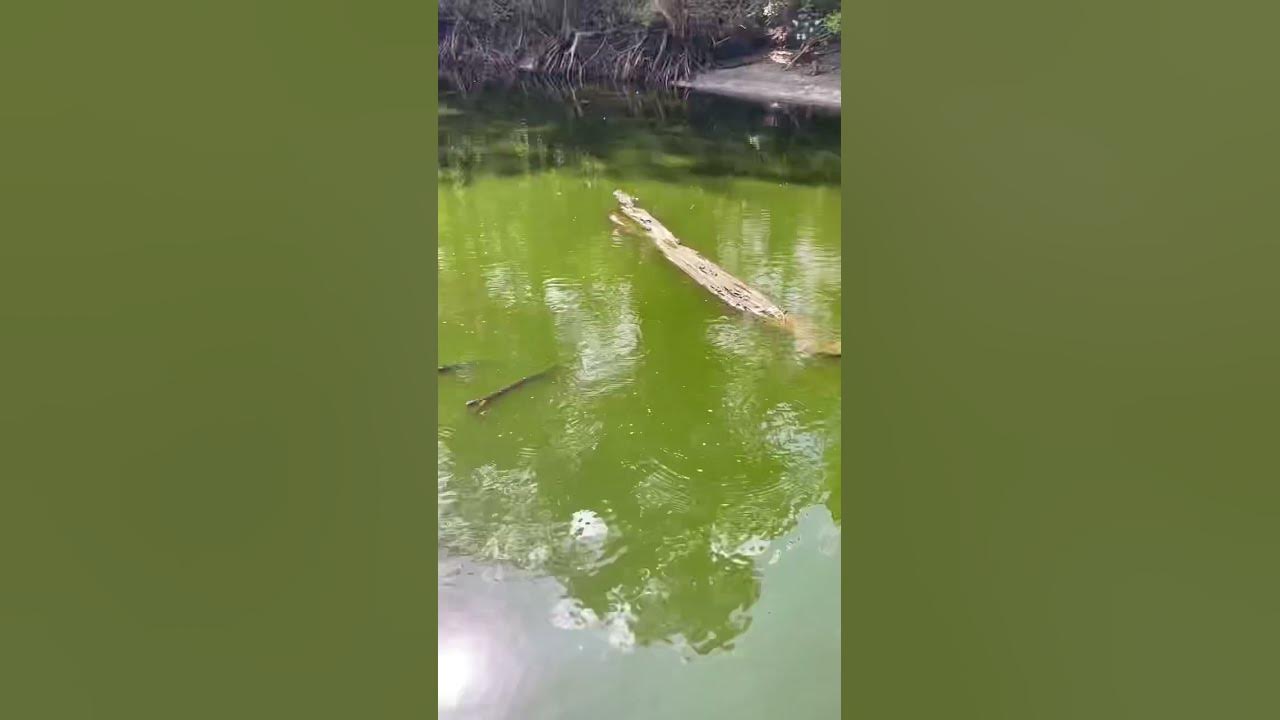When you find big gator poop… YouTube