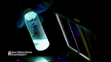 Summer Research a Transformative Experience for Undergrads