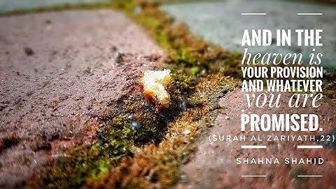 وفي السماء رزقكم وما توعدون, سورة الذاريات (آية ٢٠-٢٢) ഉറുമ്പുകളുടെ ഭക്ഷണ ശേഖരണം