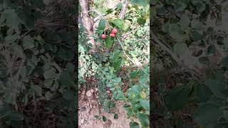 Comparativa entre el cerezo salvaje que se utiliza de portainjertos y el cerezo útil (para comer).