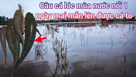 Tập 14 ✅ Câu cá lóc đồng mùa nước nổi trên ruộng lúa mai mắn lên được cá to 