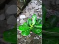 Propagating vinca or sadabhar plant from cuttings benefitsofmonsoon