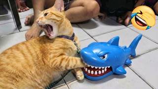 Cats Are Just Born To Be Silly Funny Cat Videos 2025