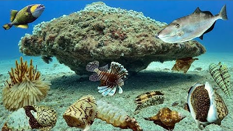 Bắt Được Những Con Cá Bò Thịt Ngon, Nhiều Loại Ốc Giá Trị Ở Độ Sâu 15 Mét | Cảnh 86