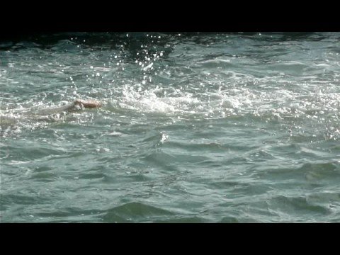 2008 RCP Tiburon Mile Open Water Swim - closeup of...