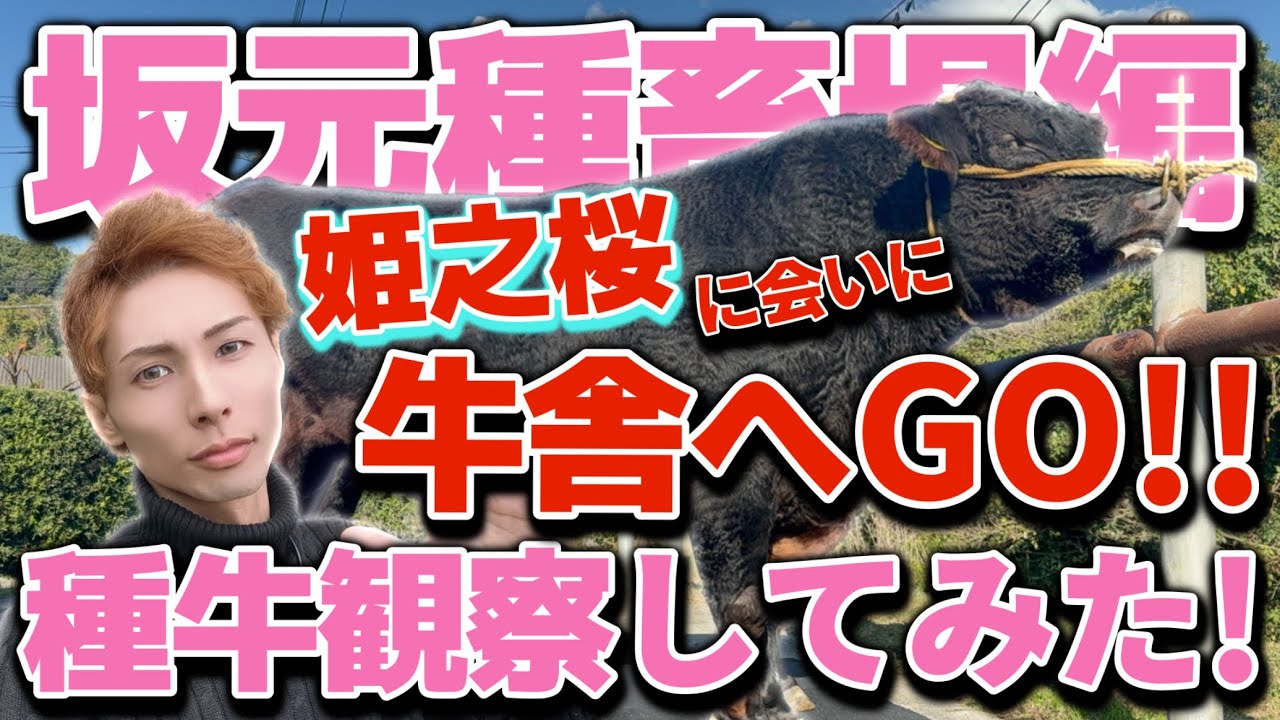 Let's go to the cowshed!!] Is it popular in Tohoku? Observing the