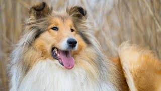 #1 Collie Care Guide💥Nurturing Elegance and Intelligence💚 by Pets Avenues 16 views 11 months ago 2 minutes, 48 seconds