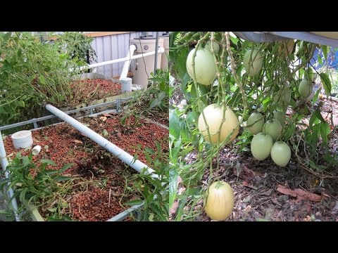 aquaponic-build-vlog-7,-cleaning-out-the-beds-&-found-fruits..