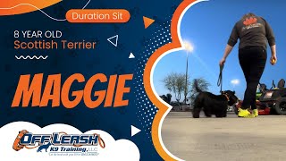 8 yr Scottish Terrier Maggie~ Best Scottish Terrier Trainers ~ Off Leash K9 Training Phoenix