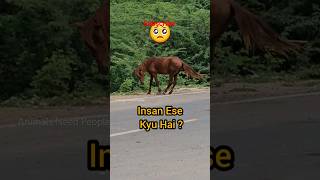 Kaalu Or Roxi || Insan Kab Sudhrege  horse  animallover animals