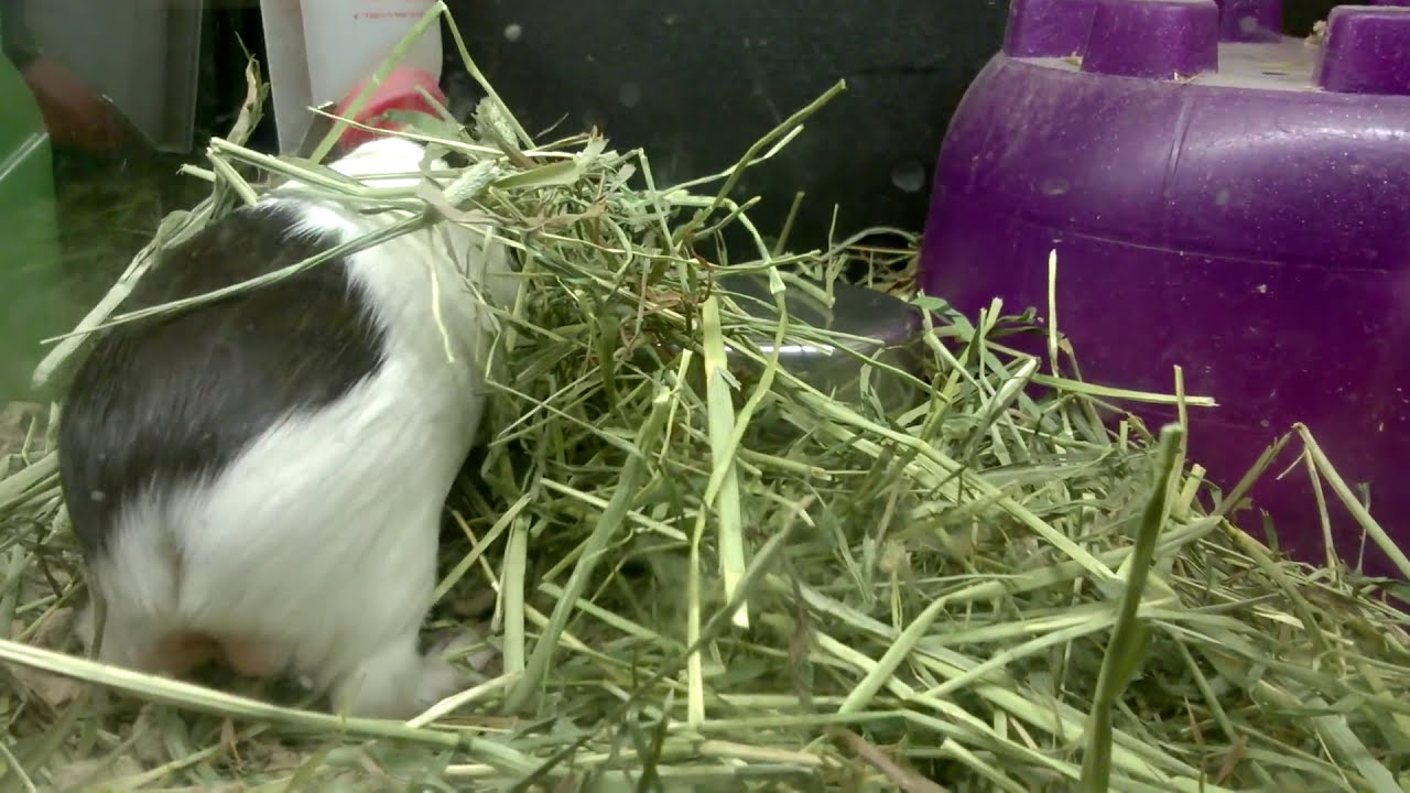 Oreo the Pet Store Guinea Pig YouTube