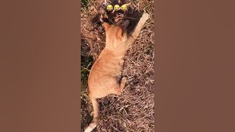 Catnip Chronicles: Cats on a Natural High #shorts #Catfails #funnypets #funnycats